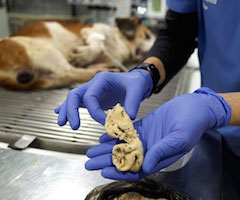 La Guardia Civil investiga el envenenamiento de 30 perros de caza en Galicia